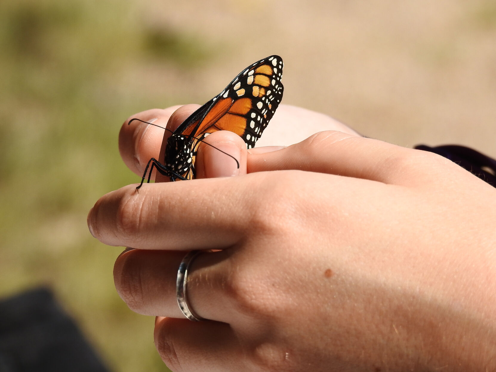 Monarch_003